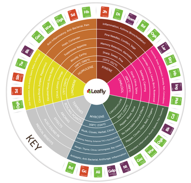 Terpene wheel showing terpenes found in cannabis, their aromas, effects, and medical benefits